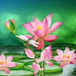 Icon des Programms: Lotus Live Wallpaper