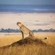 Ikona programu: An African Safari