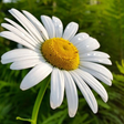 Icon des Programms: Daisy Wallpapers