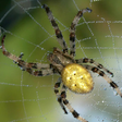 Icon des Programms: Spider - Live Wallpaper