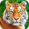 Icon des Programms: Tiger Wallpaper HD