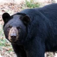 Icon des Programms: Black Bear Wallpaper
