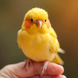 Icon des Programms: Lichi Birpo