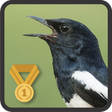 Ikona programu: Oriental Magpie Robin