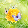 Icon des Programms: Cute Butterfly Live Wallp…