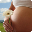 Icona del programma: Pregnancy Calendar