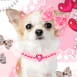 プログラムのアイコン: Dog Wallpaper Me and My P…