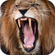 Icon des Programms: Lion Sounds