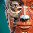 程序图标: Anatomy Learning - 3D Atl…