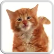 Icon des Programms: CAT LICKS LIVE WALLPAPER …