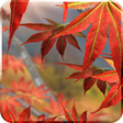 Icon of program: Autumn Tree Live Wallpape…