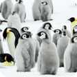 プログラムのアイコン: Penguins Video Live Wallp…