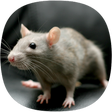 Icon of program: Rat Sounds