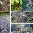 Icon des Programms: Guide to Freshwater Fish …