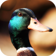 プログラムのアイコン: Duck Sounds