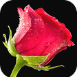 Icon des Programms: Red Rose Wallpaper