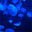 Icon des Programms: Jellyfish HD Live Wallpap…