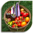 Icono de programa: Vegetable Gardening (Guid…