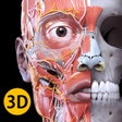 Icon des Programms: Anatomy 3D Atlas