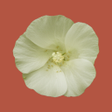 Icona del programma: Rare Plants of the Pilbar…