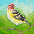 Ikona programu: Birdfull