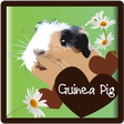 程序图标: Guinea Pigs - all about