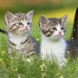 Icon des Programms: 猫壁紙 Called me?