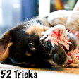 Ikona programu: 52 Dog Training Tricks