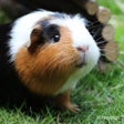 プログラムのアイコン: Guinea Pig Wallpapers HD