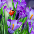 プログラムのアイコン: Macro Spring Live Wallpap…