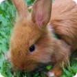 Icon des Programms: Baby Rabbit Wallpaper