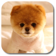 Icon des Programms: Pom Dog Live Wallpaper