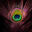 プログラムのアイコン: Peacock Feather HD Wallpa…