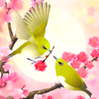 Icon des Programms: Plum-Blossom and White-Ey…