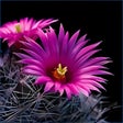 Icon des Programms: Cactus Flowers