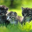 Icon of program: Baby Animals