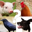 Icon des Programms: Animal Name Filter Challe…
