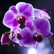 プログラムのアイコン: Orchids Live Wallpaper