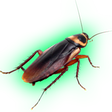 Ikona programu: KillCockroach