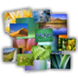 Icon des Programms: Windo…
