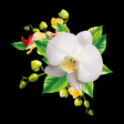 Ikona programu: Orchids Wallpaper