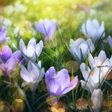 プログラムのアイコン: Spring Landscapes Wallpap…