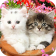 Icon des Programms: Cute Baby Animals Picture…