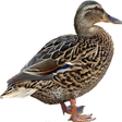 Programmsymbol: Duck Duck, Duck!