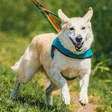 Icon des Programms: Dog Walk: Animal Rescue G…