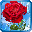 Ikona programu: Summer Rain, Flowers, HD …