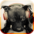 Icon des Programms: Dog Sounds