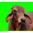 Icon des Programms: गाय पालन (Cow Rearing)