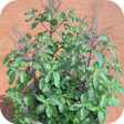 Icona del programma: Tulsi Mata Aarti