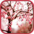 Icône du programme : Cherry blossom Live Wallp…